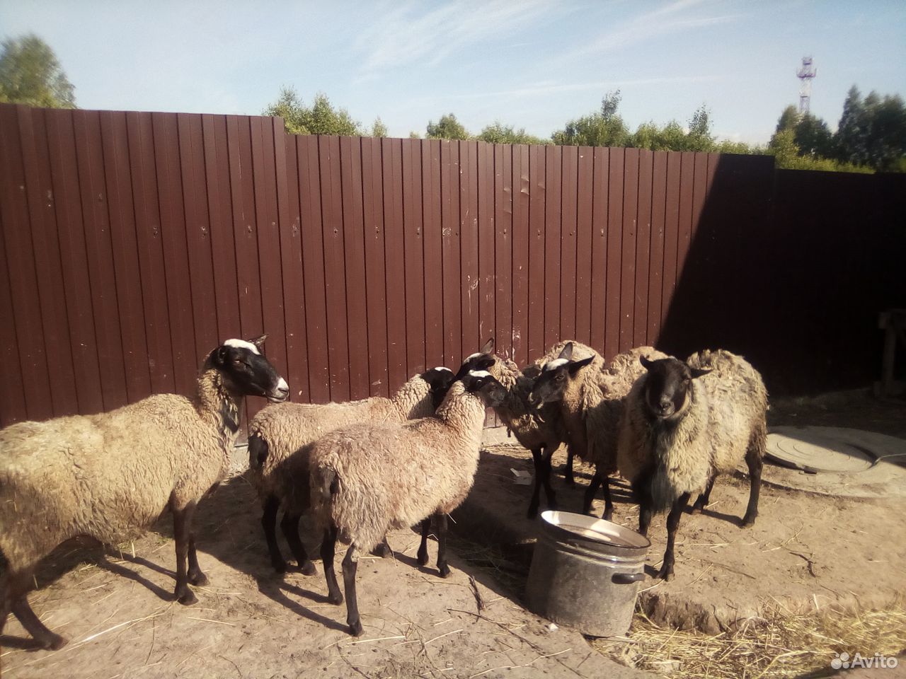 Овцы, баран романовской породы купить на Зозу.ру - фотография № 2