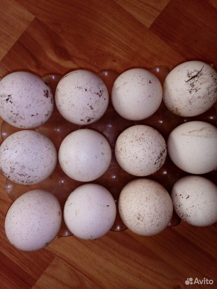 Яйца индюшиные инкубационные купить на Зозу.ру - фотография № 1