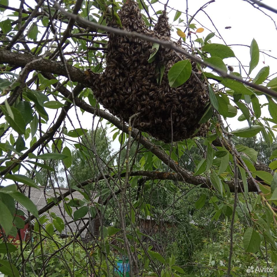 Продам пчелиные рои купить на Зозу.ру - фотография № 1