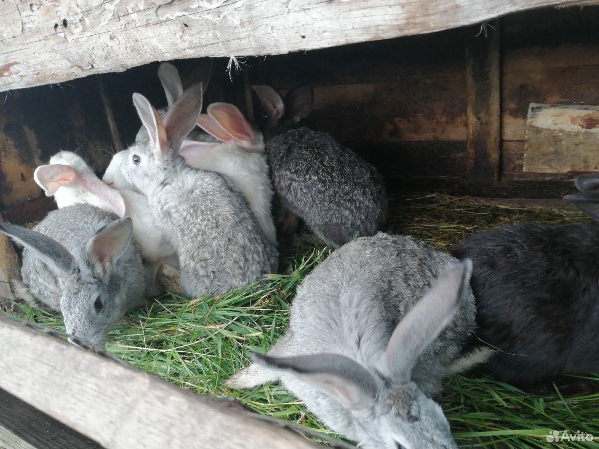 Кролики большие/маленькие купить на Зозу.ру - фотография № 7