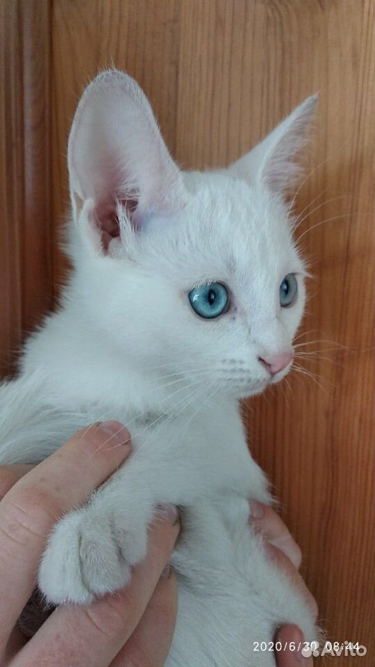Котёнок Турецкая ангора купить на Зозу.ру - фотография № 1