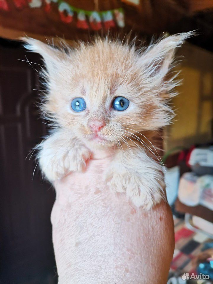Мейн-кун полидакт, кот купить на Зозу.ру - фотография № 1