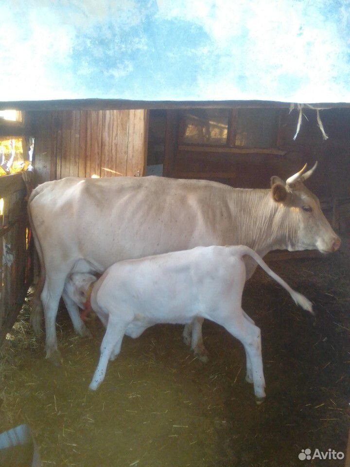 Корова с телком купить на Зозу.ру - фотография № 3