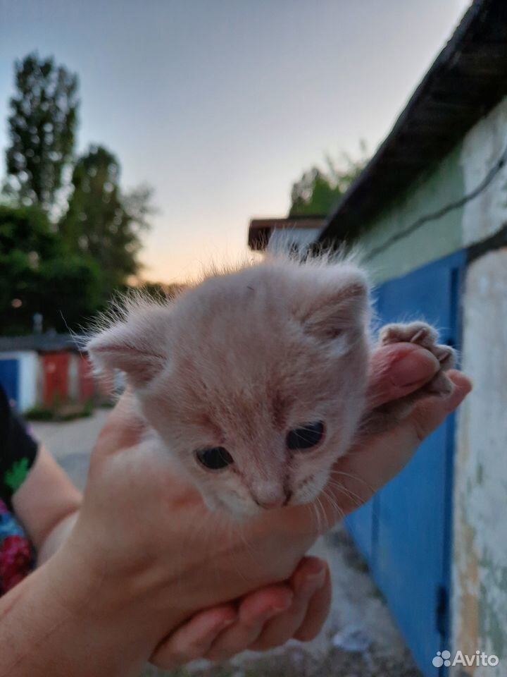Отдам котенка купить на Зозу.ру - фотография № 1