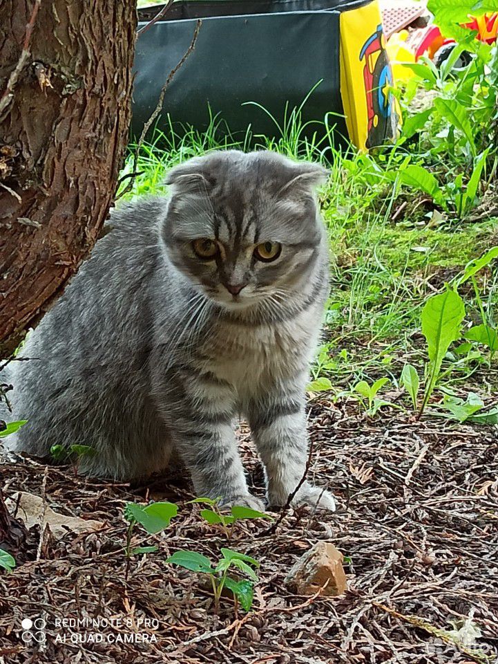 Шотландская вислоухая кошка купить на Зозу.ру - фотография № 2