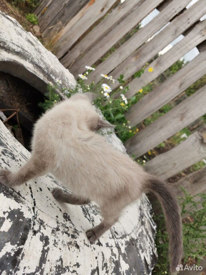 Котенок сиамский голубой глазый купить на Зозу.ру - фотография № 2