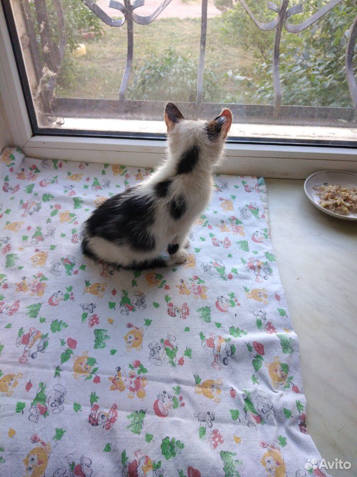 Котенок девочка, 2мес, черно-белая купить на Зозу.ру - фотография № 5