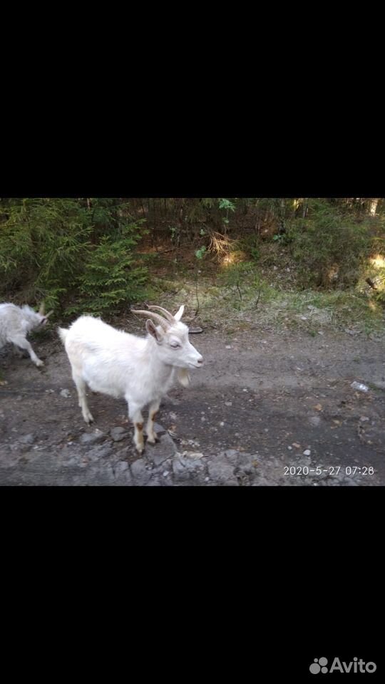 Продам семью коз (козел,коза,4 козлёнка) купить на Зозу.ру - фотография № 2