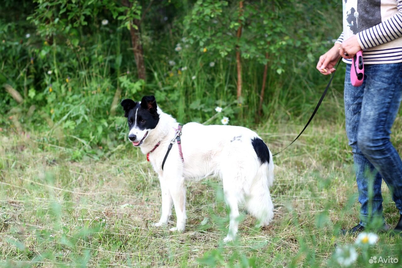 Собака-подросток в добрые руки купить на Зозу.ру - фотография № 5