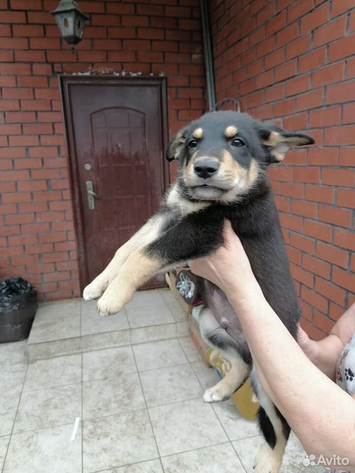 Много разных щеночков ищут хозяев купить на Зозу.ру - фотография № 1