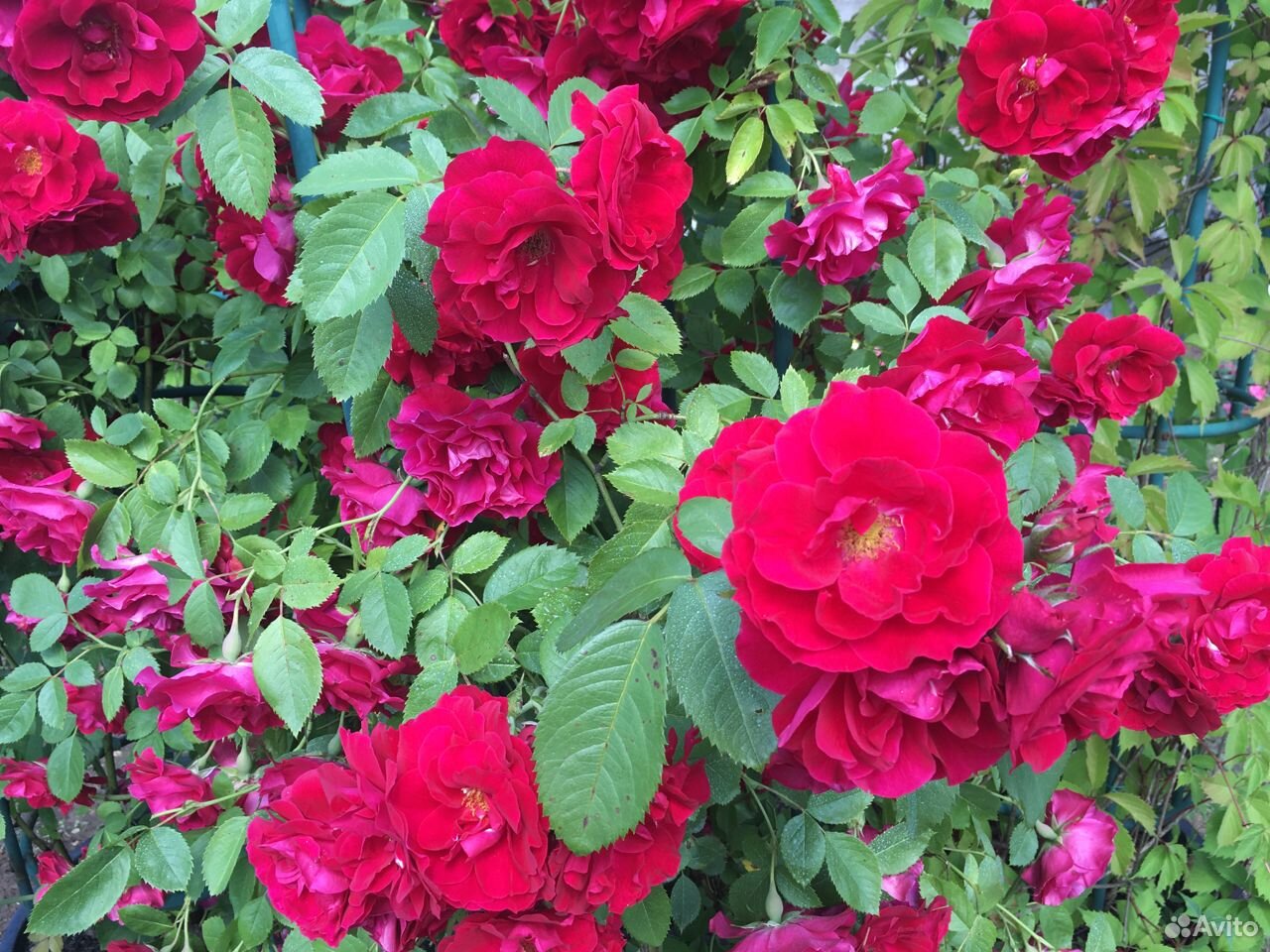 Плетистые розы в контейнерах на опорах купить на Зозу.ру - фотография № 5