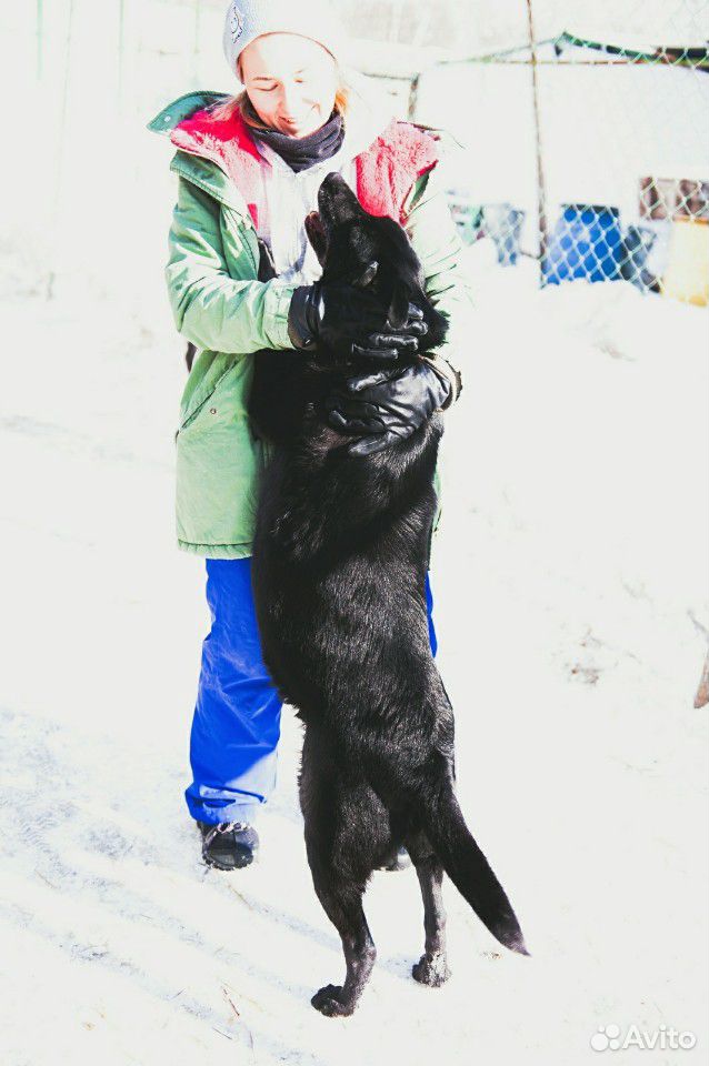Эстер собака из приюта в добрые руки купить на Зозу.ру - фотография № 2