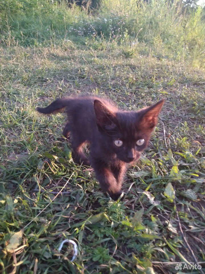 Котята 1-2 месяца купить на Зозу.ру - фотография № 2
