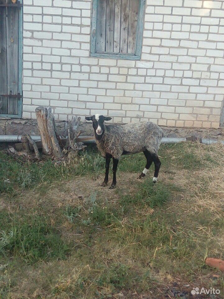 Продам овцу на мясо купить на Зозу.ру - фотография № 1