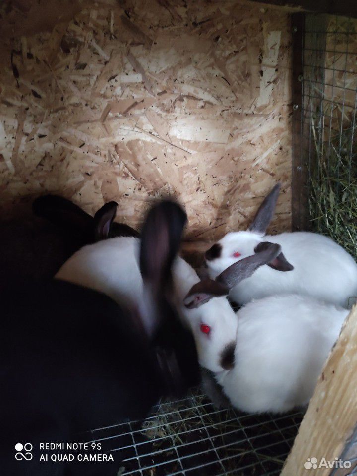 Кролики, самцы 4 месяца купить на Зозу.ру - фотография № 1