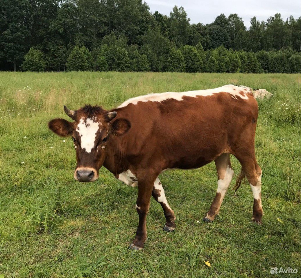 Продаётся корова на мясо и тёлки под покрытие купить на Зозу.ру - фотография № 4