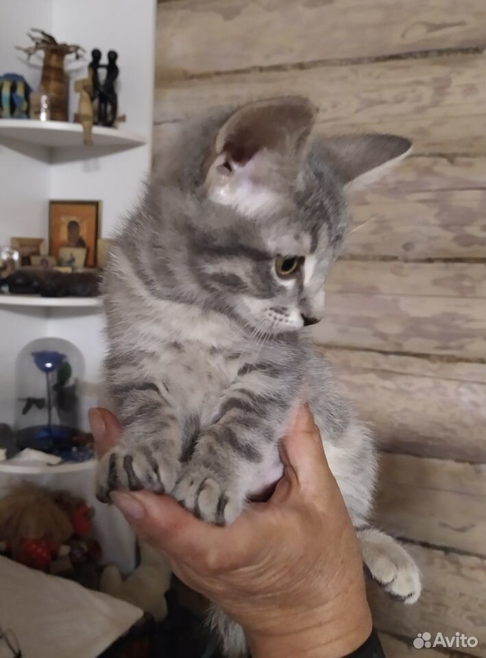 Котенок 2,5 месяца купить на Зозу.ру - фотография № 2
