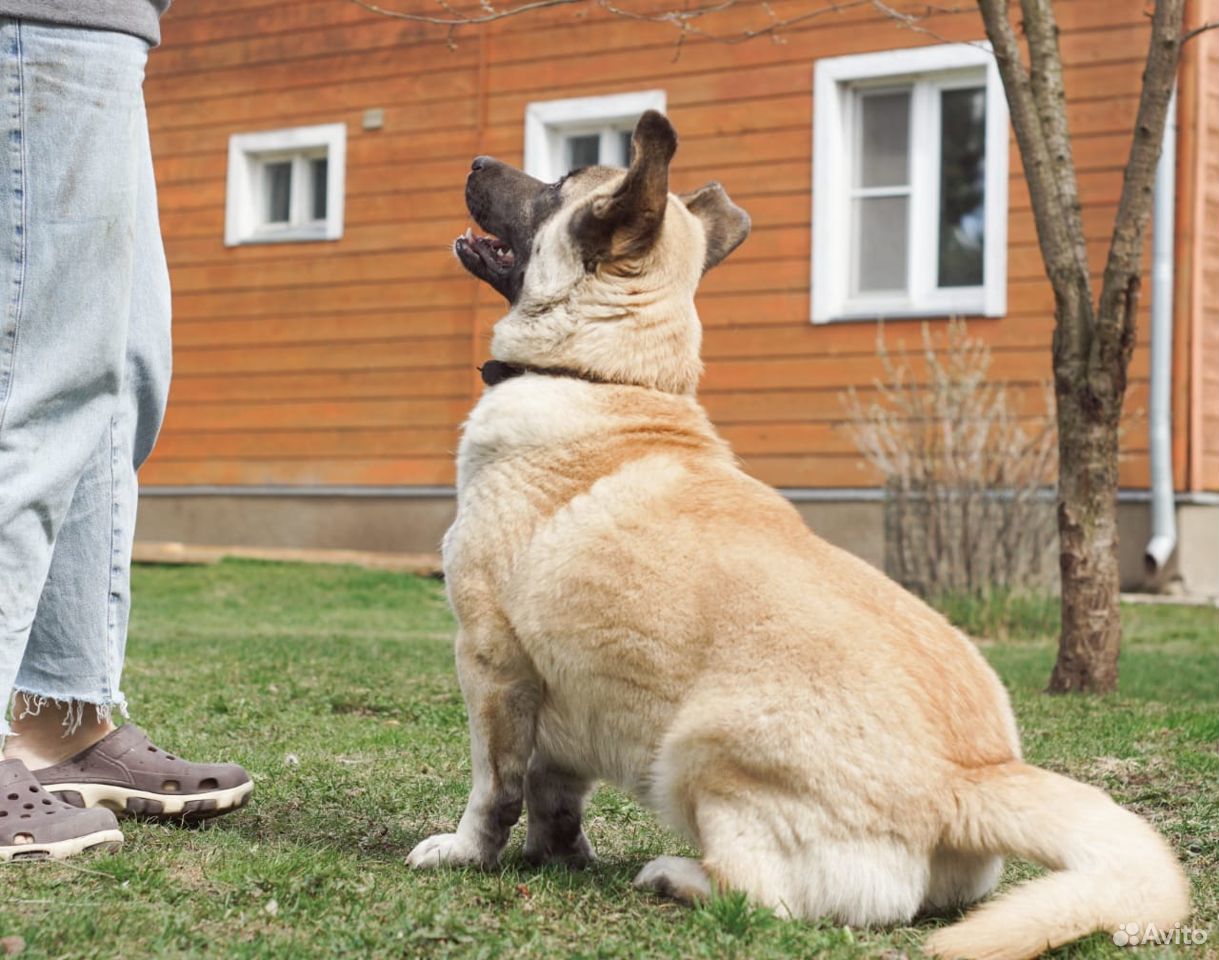 Бусина собака в добрые руки купить на Зозу.ру - фотография № 2
