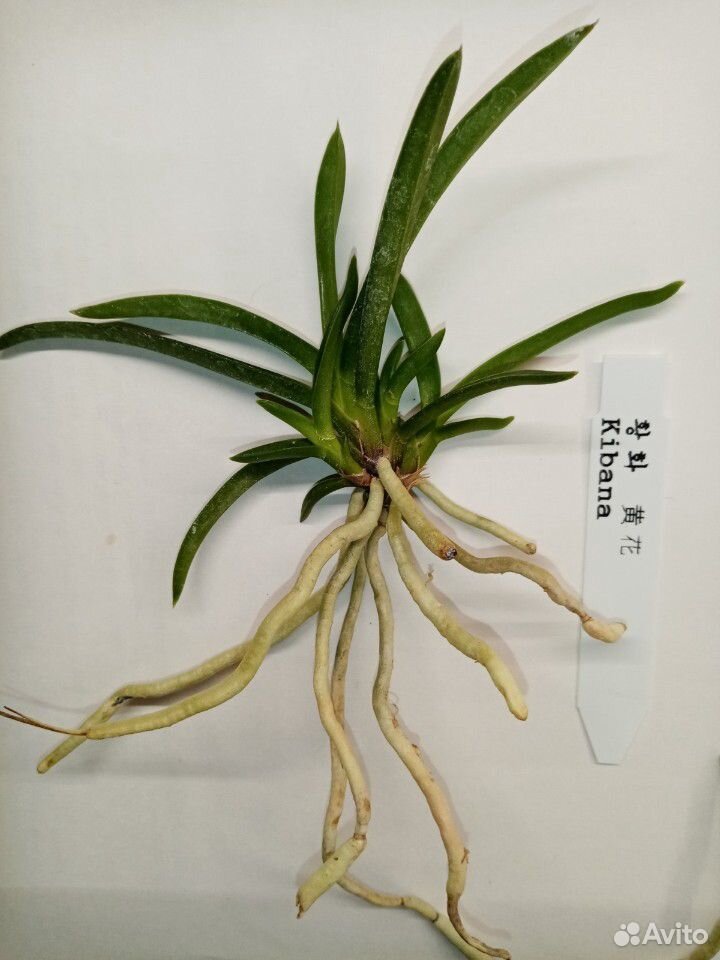 Орхидея неофинетия kibana купить на Зозу.ру - фотография № 1