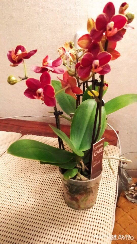 Орхидея фаленопсис мини Эсме купить на Зозу.ру - фотография № 5