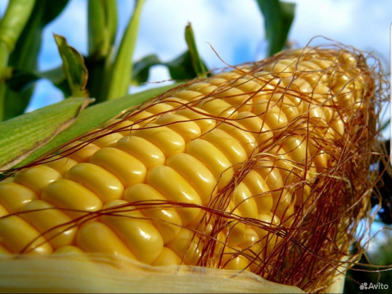 Продам кукурузу в початках (сладкая) в Самаре купить на Зозу.ру - фотография № 1