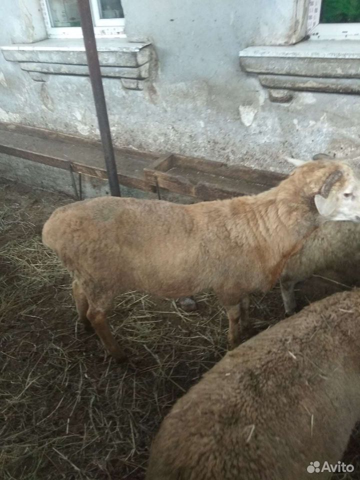 Баран-овцы купить на Зозу.ру - фотография № 4