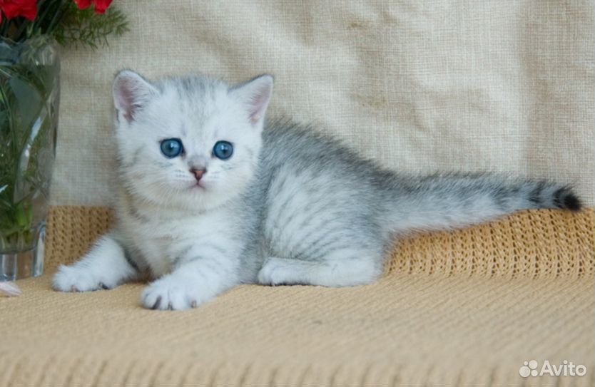 Британские серебристые котята купить на Зозу.ру - фотография № 4