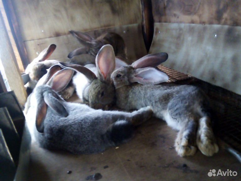 Кролики пароды серыйе великаны. Возрост 2 месяца купить на Зозу.ру - фотография № 1