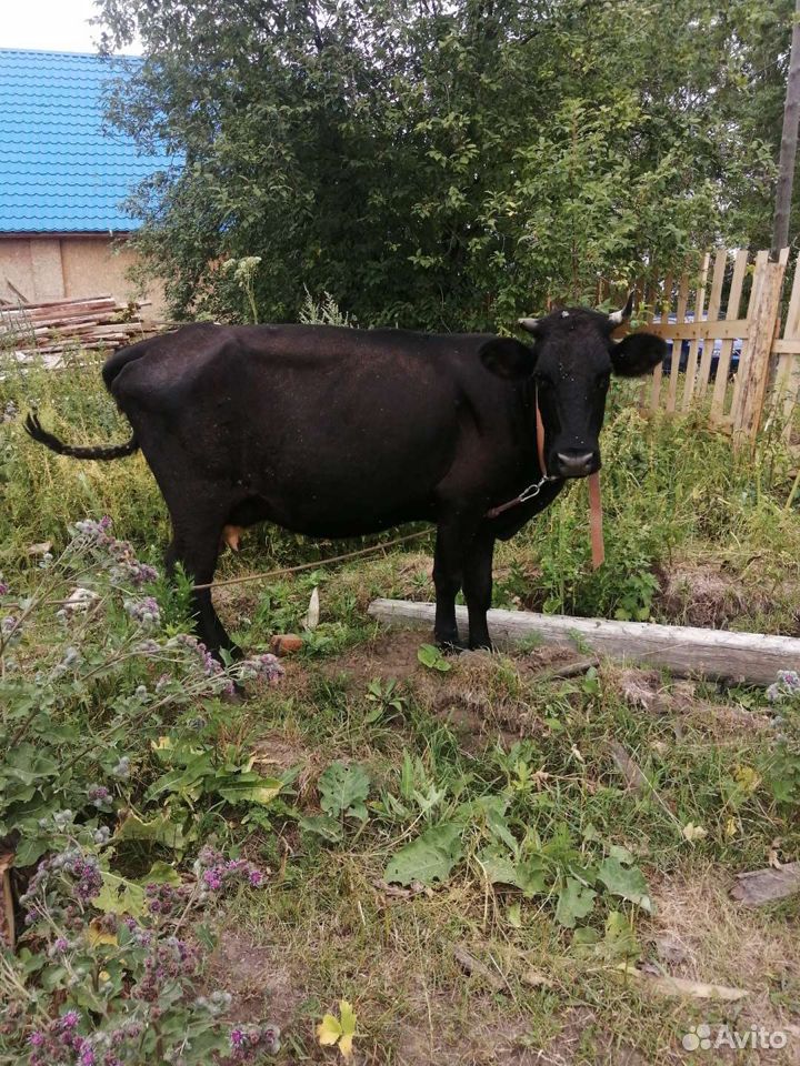 Корова, бычок купить на Зозу.ру - фотография № 1
