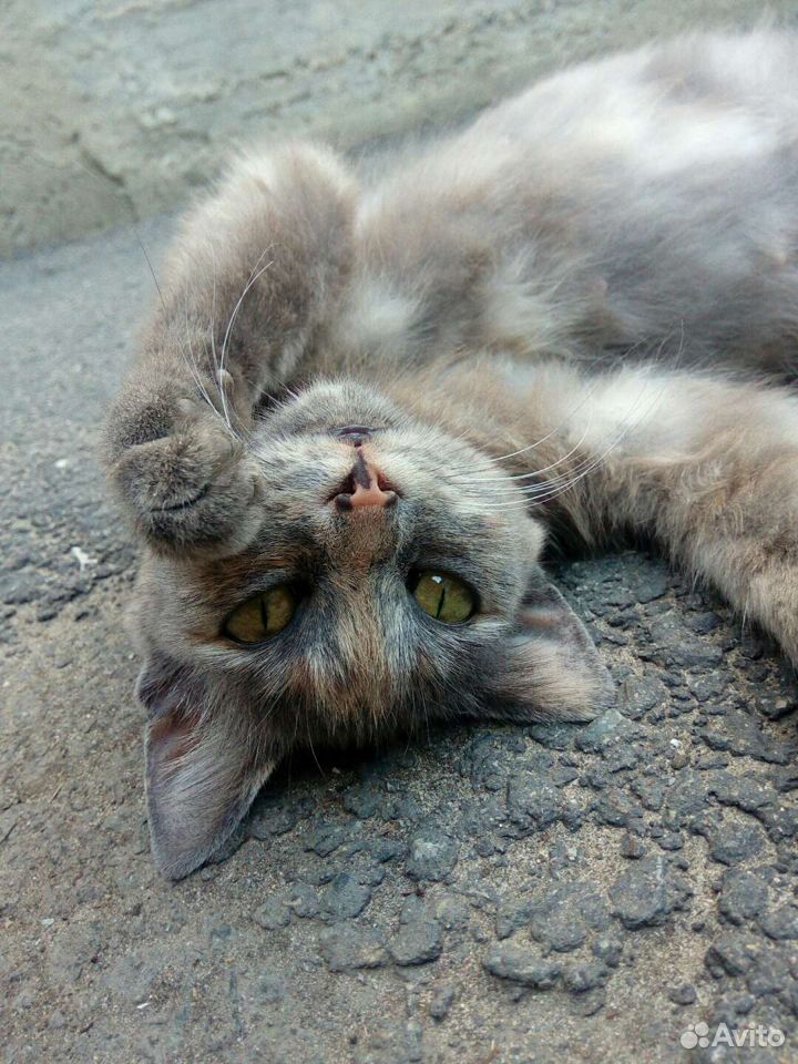 Красавица кошка купить на Зозу.ру - фотография № 9