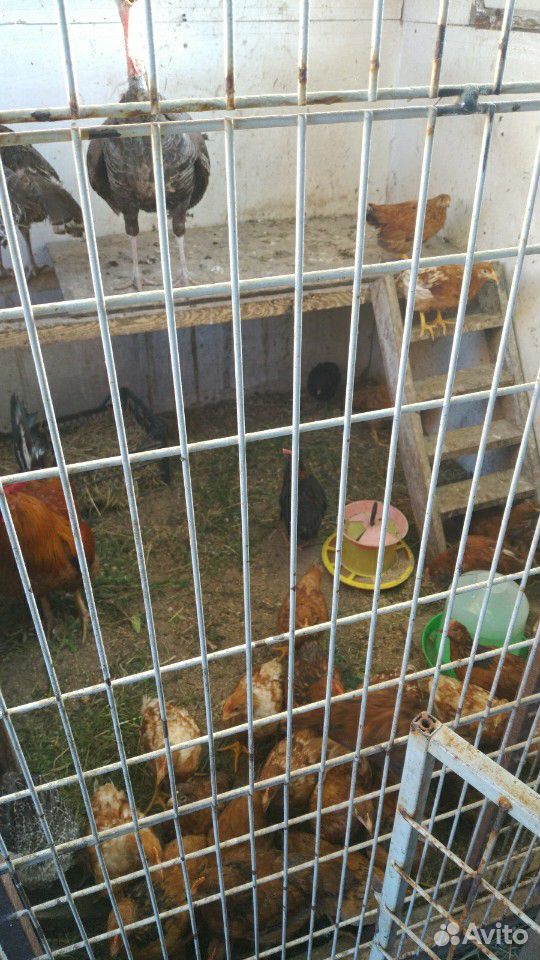 Цыплят а 2 месяца купить на Зозу.ру - фотография № 3