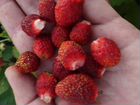 Земляника садовая вкус и аромат лесной ягоды объявление продам