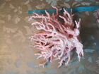 Коралл и кувшин в аквариум объявление продам