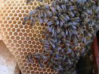Пчеломатки из Закарпатской обл объявление продам