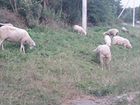 Бараны-овцы объявление продам