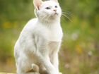 Белый котенок в дар, белая кошечка, маленький коте объявление продам