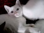 Белые котята с голубыми глазами 5 месяца объявление продам