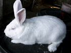 Кролик белый паннон объявление продам