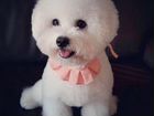 Бишон фризе,миниатюрная белоснежная собачка объявление продам