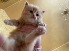 Персидского котенка отдаю объявление продам