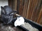 Кролики мясные объявление продам
