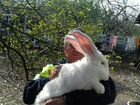 Продаются кролики от европроизводителей объявление продам