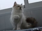 Невские маскарадные сибирские котята vk/GemPet объявление продам
