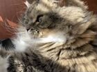 Красивая кошка шотландка объявление продам