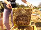 Пчеломатки 2020 от производителя объявление продам