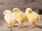 Оптом суточные цыплята Арбор Айкрес 27 марта объявление продам