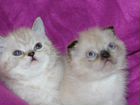 Сиамского окраса породистые котята,доставка объявление продам
