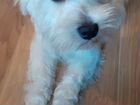 Вязка. Кобель 1 год.west highland white terrier объявление продам