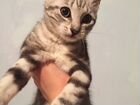 Котёнок в добрые руки объявление продам
