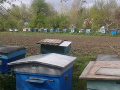 Пчелы, пчелопакет, пчелосемьи
